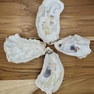Cupped Broken Oyster Shells (3–4.5”) – Natural Coastal Decor, Art and Craft Supplies