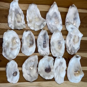 Flat Oyster Shells (3-4.5&quot;): Natural Coastal Decor, Art & Craft Supplies