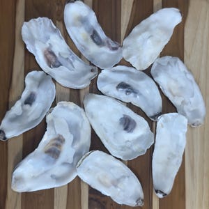 Flat Oyster Shells (5-6&quot;): Bulk Natural Shells for Art & Coastal Decor
