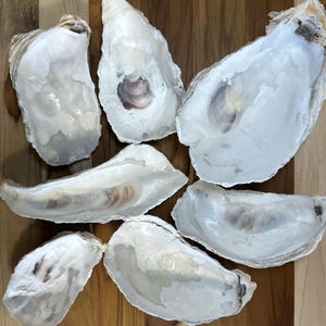 25 Large Broken Cupped Oyster Shells (5–9”) – Natural Coastal Decor, Art and Craft Supplies