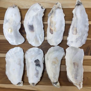 Narrow Cupped Oyster Shells (5–6”) – Natural Coastal Decor, Wedding and Craft Supplies