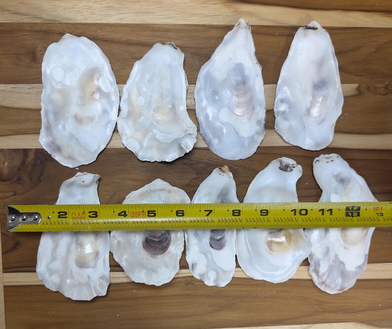 Flat Oyster Shells (3-4.5