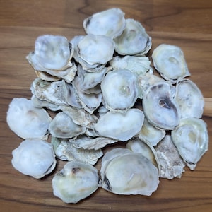 50 Extra Small Cupped Oyster Shells (1–1.5”) – Natural Coastal Decor, Art & Craft Supplies