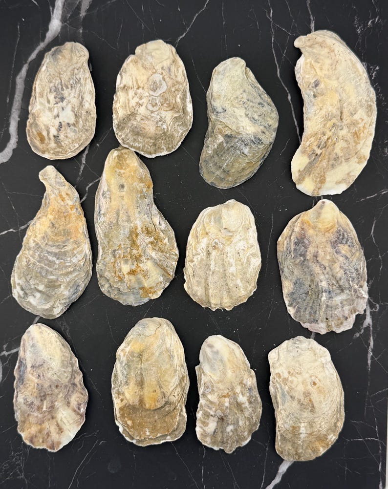 Iridescent/shiny Flat Oyster Shells, Pack of 30, Natural Coastal Craft ...