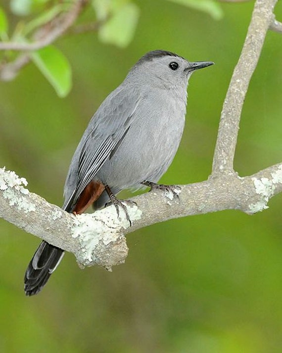 Catbird 2024 pearl necklace