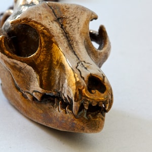 Wolf Schadel Halskette Beweglichen Kiefer Bronze Hergestellt Etsy