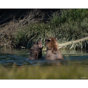 May include: Two brown bears in a body of water, possibly a river or lake, are engaged in a confrontation. One bear is roaring with its mouth open, while the other appears to be facing it. The background includes green foliage and a fallen tree.