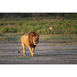 African Wildlife - Male lion at sunrise in Africa - Wall Art Photograph - Matted White Default