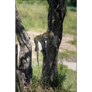 May include: A leopard with spots climbs a tree trunk, holding a lizard in its mouth. The lizard's tail hangs down from the leopard's mouth.