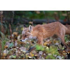 Alaskan Red Fox Early Morning Wall Art Photograph - Matted White Default