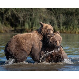 May include: Two brown bears playing in a river. One bear is standing, while the other is partially submerged, creating a splash. The water is a light blue, and the background features green foliage.