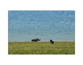 African Wildlife - Distant Black Rhino and a Wildebeest in the Ngorongoro crater in Africa - Wall Art Photograph - Matted White Default