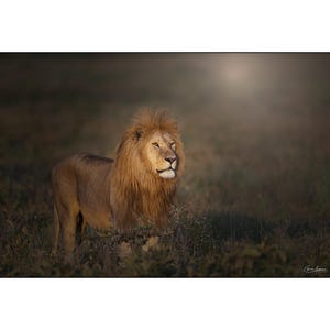 African Wildlife - Male lion at sunrise in Africa - Wall Art Photograph - Matted White Default