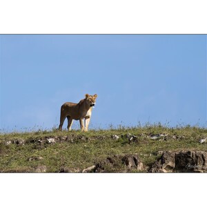 African Wildlife - Lioness on a hill at sunset in Africa - Wall Art Photograph - Matted White Default