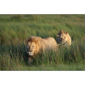 African Wildlife - Young male lion playing with an older lion in Africa - Wall Art Photograph - Matted White Default