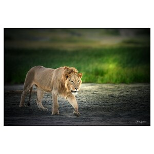 African Wildlife - Young male lion in Africa - Wall Art Photograph - Matted White Default