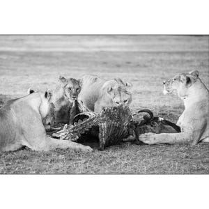 African Wildlife - Black and white image of Lion cubs eating at sunrise hunt in Africa - Wall Art Photograph - Matted White Default