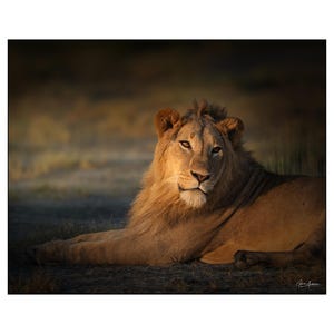 African Wildlife - Young male lion in Africa - Wall Art Photograph - Matted White Default