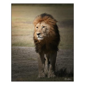 African Wildlife - Older male lion at sunrise in Africa - Wall Art Photograph - Matted White Default