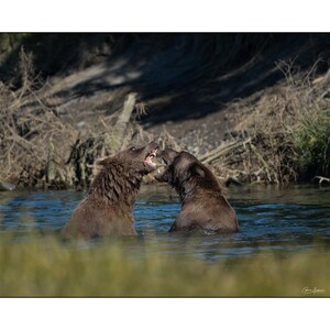 May include: Two brown bears in a river, engaged in a playful interaction. One bear is roaring with its mouth open, while the other appears to be responding. The water is a light blue, and the background features greenery and trees.