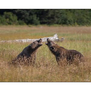 May include: Two brown bears stand facing each other in a grassy field, mouths open as if roaring. The bears are surrounded by tall, dry grass, with a backdrop of green trees and a fallen log. The image captures a moment of wildlife interaction.