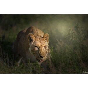 African Wildlife - Lioness stalking in the grass in Africa - Wall Art Photograph - Matted White Default