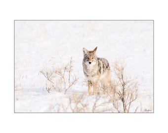 Yellowstone Coyote hunting in a snow field Wall Art Photograph - Matted White Default