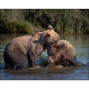 May include: A photograph captures two brown bears interacting in a body of water. One bear stands upright, while the other is partially submerged. The water creates splashes, and the background features green vegetation.