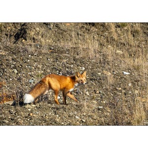Alaskan Red Fox Wall Art Photograph - Matted White Default