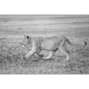 African Wildlife - Black and white image of a Lion cub chasing off a Jackal in Africa - Wall Art Photograph - Matted White Default
