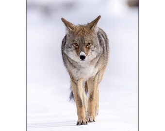 Yellowstone Coyote Walking Down a Road  Wall Art Photograph - Matted White Default