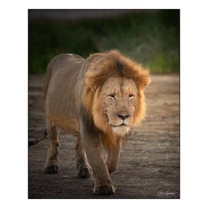 African Wildlife - Older male lion at sunrise in Africa - Wall Art Photograph - Matted White Default