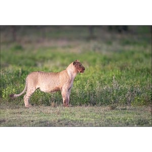 African Wildlife - Lion cub waiting to play at sunset in Africa - Wall Art Photograph - Matted White Default