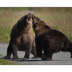 May include: Two brown grizzly bears in a natural setting. One bear is standing on its hind legs with its mouth open, while the other bear is facing it. The bears are on a gray surface with green grass in the background.