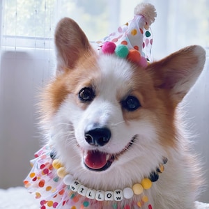 Peut inclure: Un chien corgi souriant portant un chapeau de fête avec des pompons colorés et un collier à pois. Le collier épelle le nom "WILLOW" avec des perles de lettres. Le chien a un pelage blanc et marron.