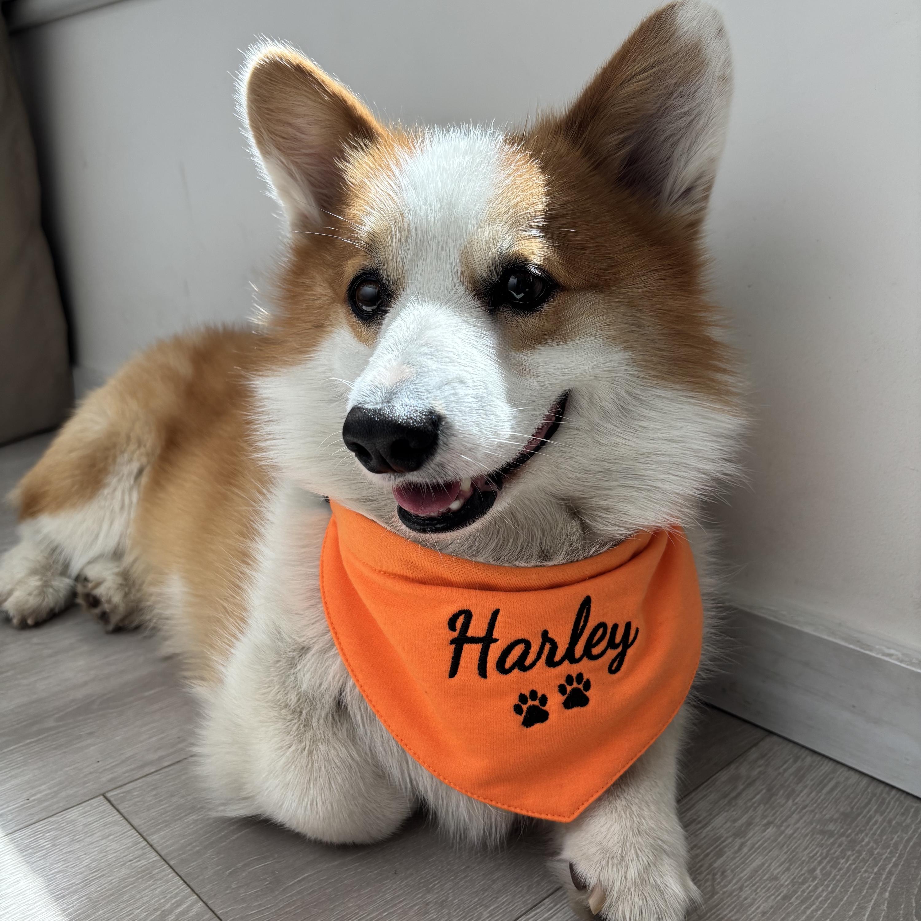 Vestiti Per Cani E Gatti - Set Coppia Con Gilet E Vestito In Pizzo | Per Piccole E Medie Taglie - Foto 3