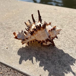 Natural Endive Murex Shell, Brown Spiked, Seashell Home Decor, Beach Aesthetic, Collectible, Coastal Display, Unique Ocean Gift, Mermaid