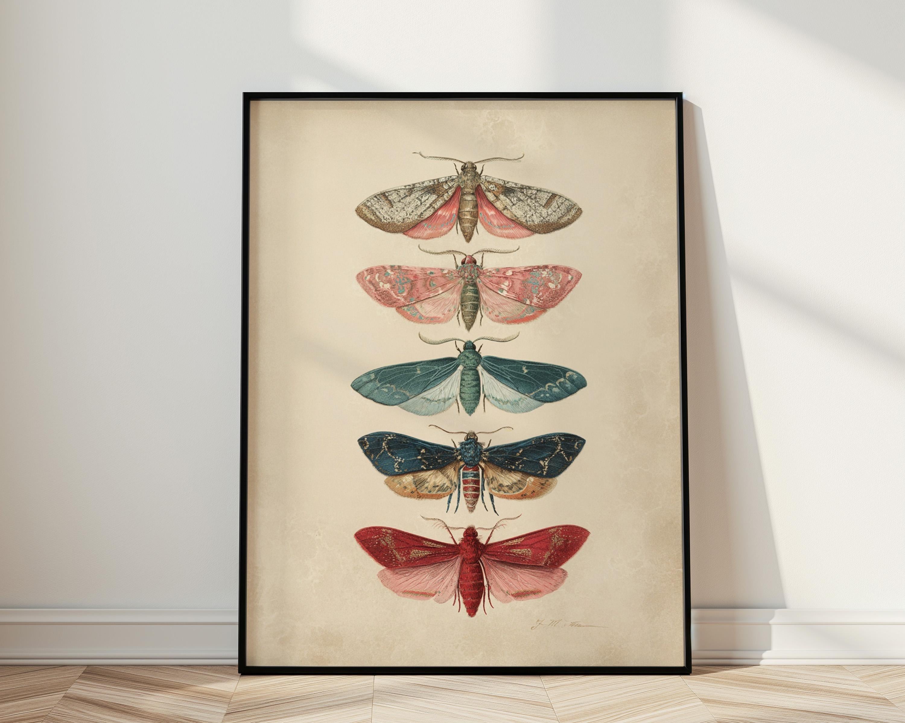 Vintage Moth Wall Art, Natural History Insect Poster, Dark Academia ...