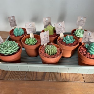 Puede incluir: Una bandeja con ocho velas de suculentas en maceta. Las velas son verdes y marrones y están dispuestas en círculo. Las velas están etiquetadas como "Suculentas en maceta" y están hechas por "Passion for Candles".