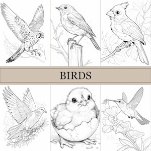 Livre de coloriage d'oiseaux, coloriages mignons, livre douillet pour adultes et enfants, téléchargement numérique, fichier PDF
