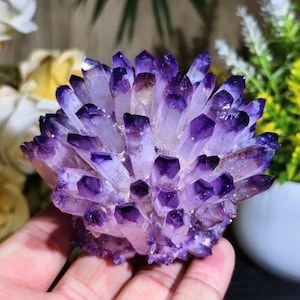 May include: A cluster of amethyst crystals, showcasing a gradient of purple hues. The crystals are arranged in a radial pattern, with deep violet tips and lighter lavender bases. The natural formation is held in a hand, with a blurred floral background.