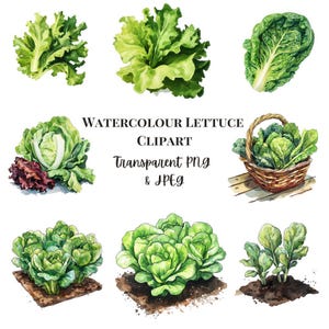 34 Watercolor Lettuce Clipart | Farm Fresh Vegetable Illustrations Rustic Garden Greens Hand-Painted Digital Download Transparent PNG & JPG