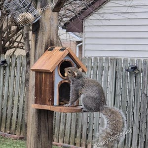 May include: A wooden squirrel feeder with a small house design, mounted on a wooden post. A gray squirrel is perched on the feeder, holding a nut. A metal wire basket feeder is also attached to the post.