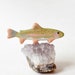 see more listings in the sea and aquatic animals section