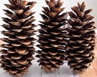 Piñas de pino doradas grandes de 26,5-30,5 cm. Juego de 3. Ideales para decoración del hogar y manualidades.