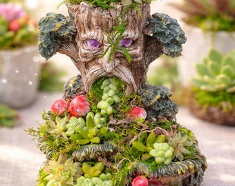 Baum der Sukkulenten