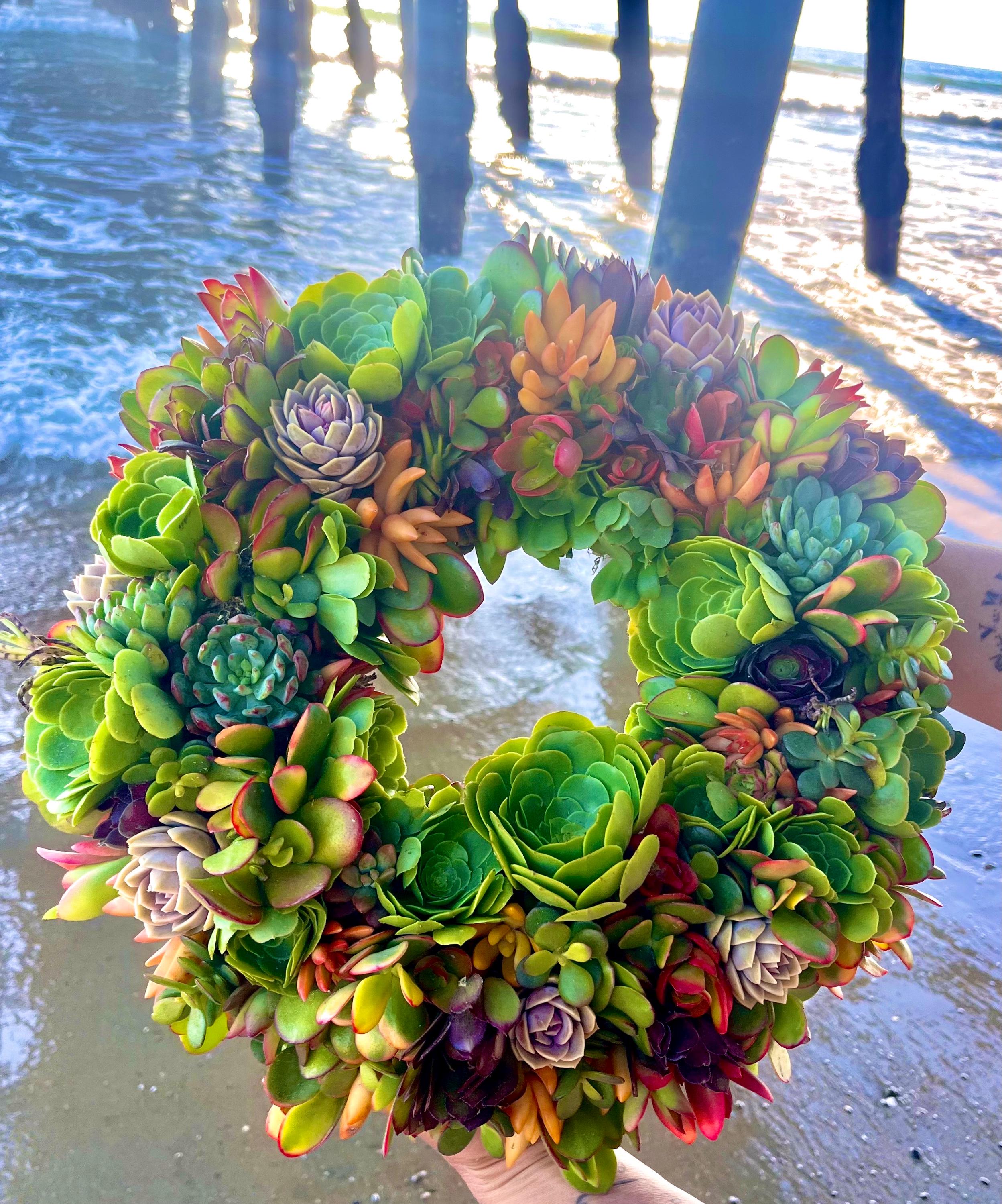 Round Succulent - Etsy