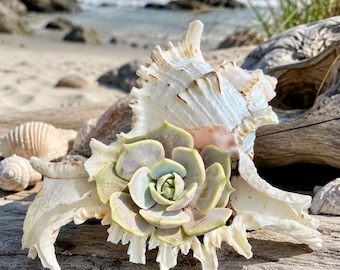Sailor Bay Coastal Succulent Shell | Live sappig cadeau
