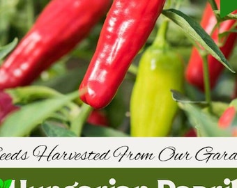 ハンガリー産パプリカ品種｜非遺伝子組み換え野菜栽培スターターパック｜Capsicum annuum