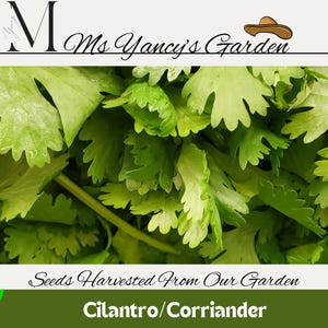 Cilantro Seeds - Fresh Herb, Non-GMO, Perfect for Cooking and Garnishes - Home Grown - Hand Harvested - Small Batch